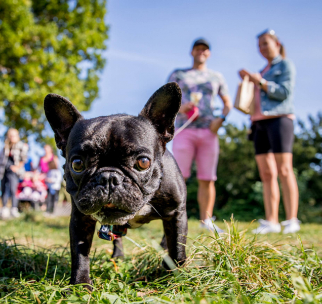 V Olomouci se poběží na podporu opuštěných psů