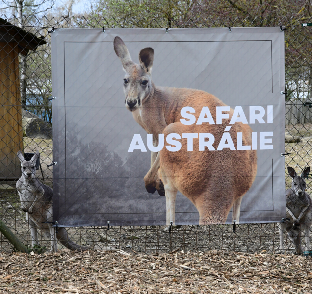 Klokani a sobi zvou do nejnovějších částí safari v Zoo Olomouc