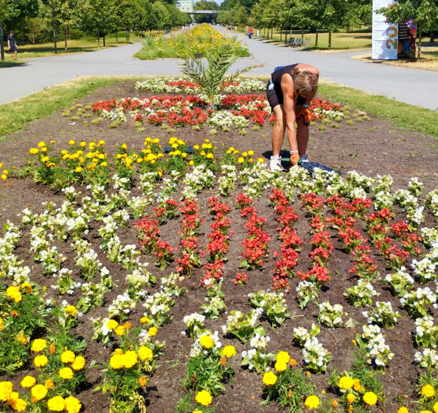 Rudolfovu alej už zdobí nové ornamentální záhony