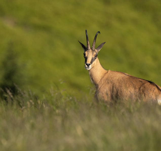 Olomoucký festival vyrazí do kin v celé republice