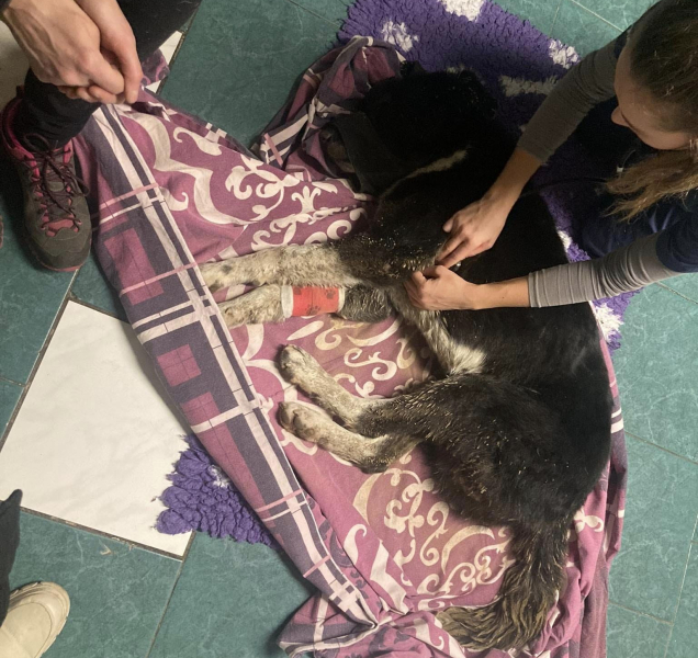 Pes vstal z hrobu. Postřelené zdecimované zvíře našli na skládce