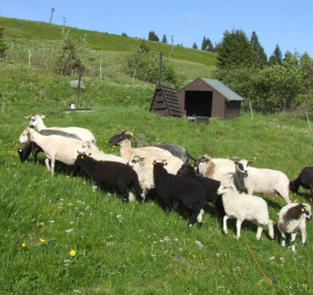 Pod Pradědem se po desítkách let znovu pasou ovce