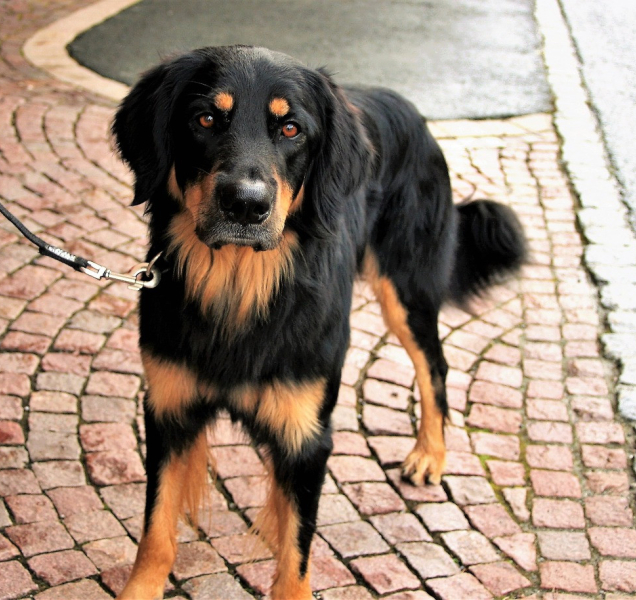 Sousedka štěkala a vrčela. Neshody řešili strážníci