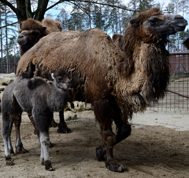 Velbloudice Eliška odešla na věčnost