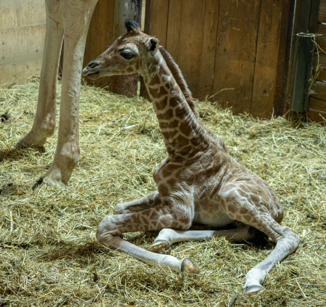 V olomoucké zoo se narodilo mládě žirafy