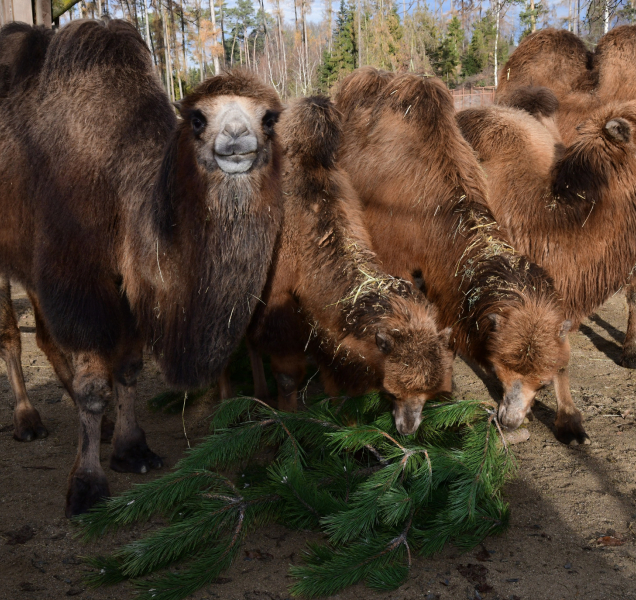 Přijďte do zoo i koncem roku, otevřeno je denně