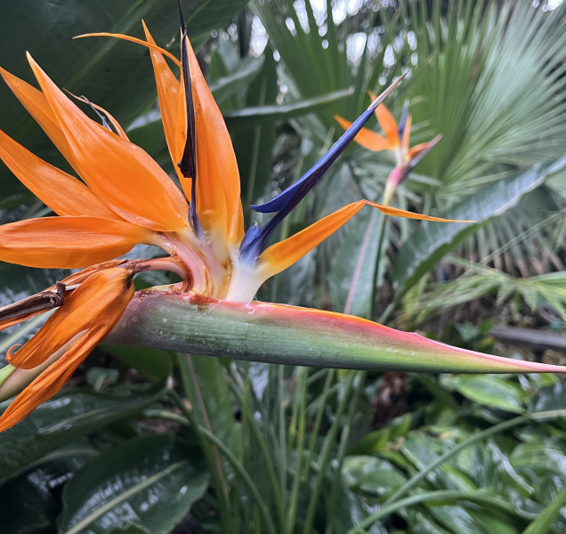 Dnes se otvírají skleníky na olomoucké Floře