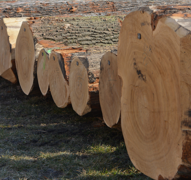 Špičkové dříví šlo na dračku, v aukci padaly rekordy