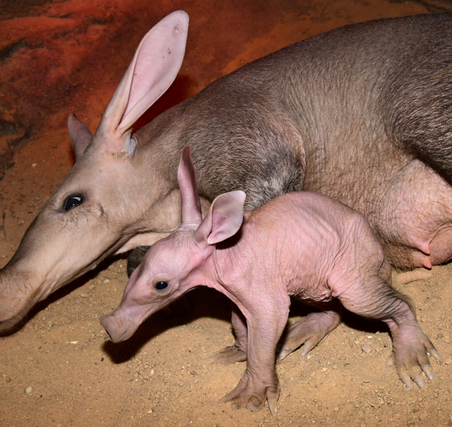 V olomoucké zoo se narodilo mládě hrabáče kapského