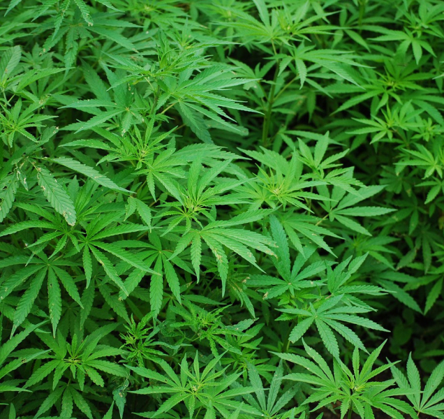 Hraničtí policisté zadrželi dealera drog