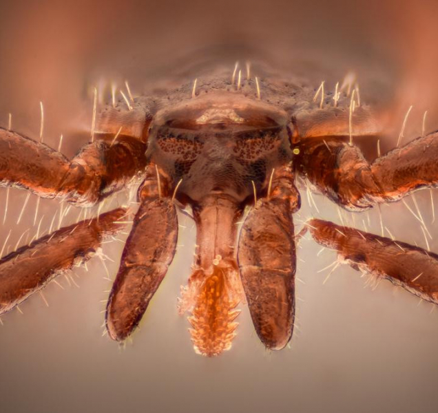 Přemnožení hraboši: Kvůli nim vyšší riziko nakažení klíšťaty