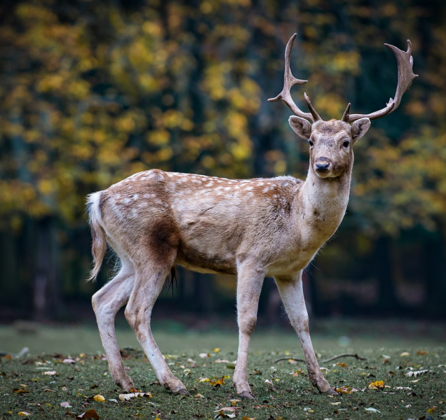 Do čtyř včerejších nehod v kraji byla zapletená zvěř
