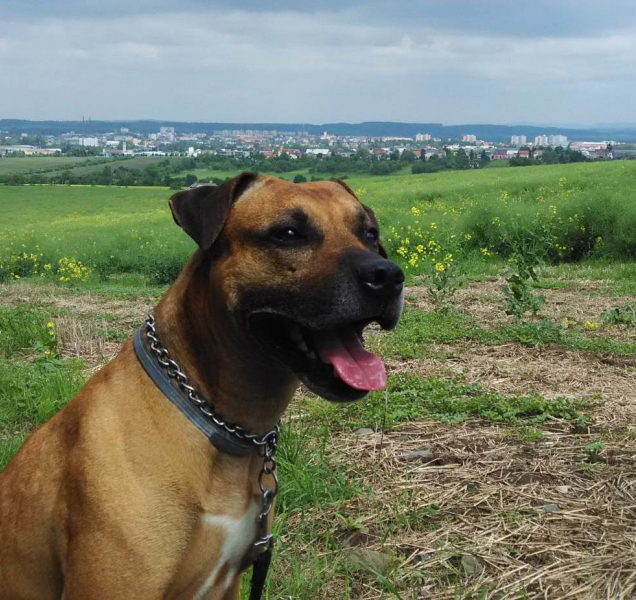 Přerovský magistrát přestane proplácet čipování psů