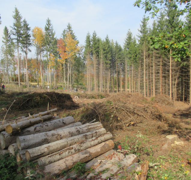 Na mýtinách u Radíkova už rostou malé stromky
