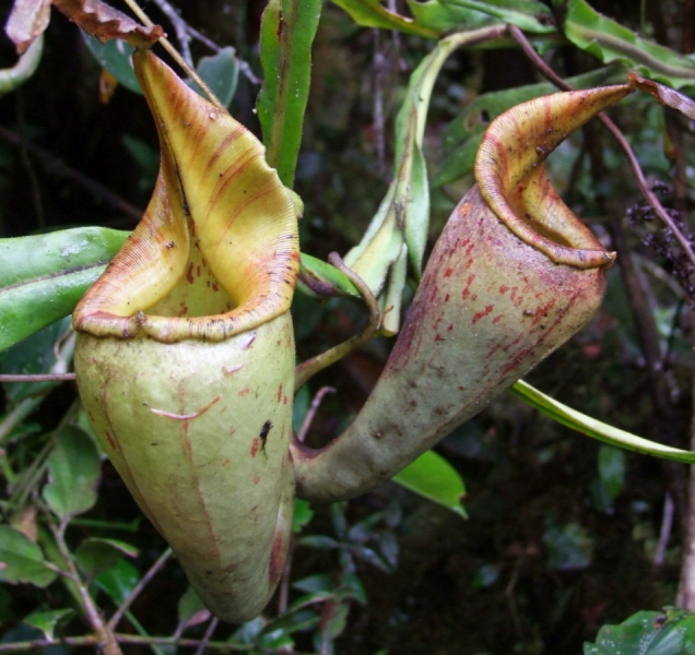 Olomoucký vědec objevil nový druh masožravé láčkovky
