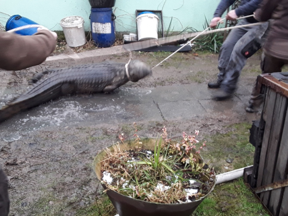 Hasiči během hašení požáru odchytili krokodýla nilského