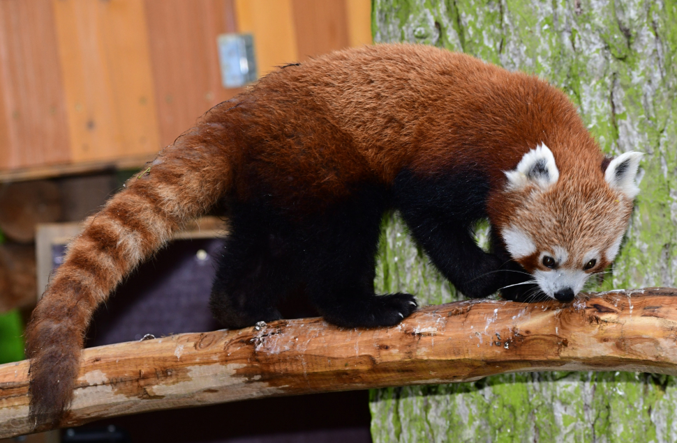 Do olomoucké zoo na Kopečku dorazily pandy