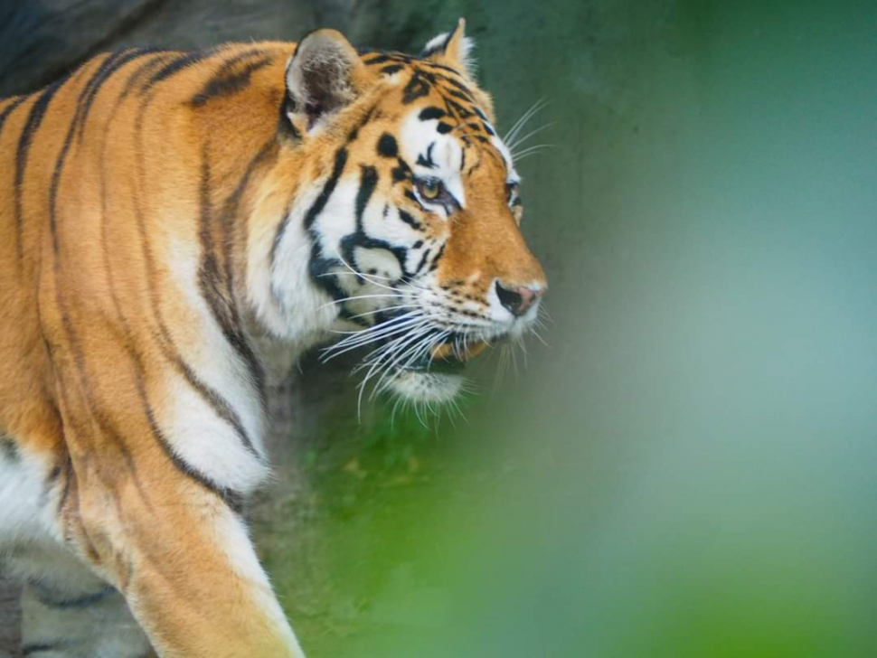 Olomoucká zoo bude mít otevřeno i na Štědrý den