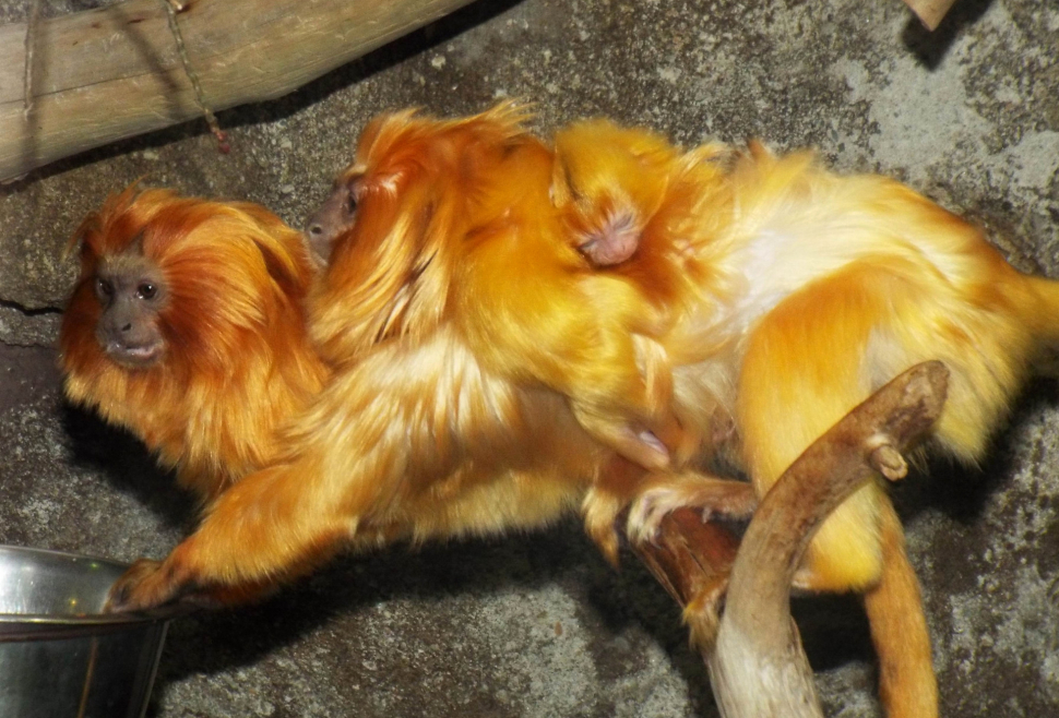 V olomoucké ZOO se radují, narodili se lvíčci zlatí