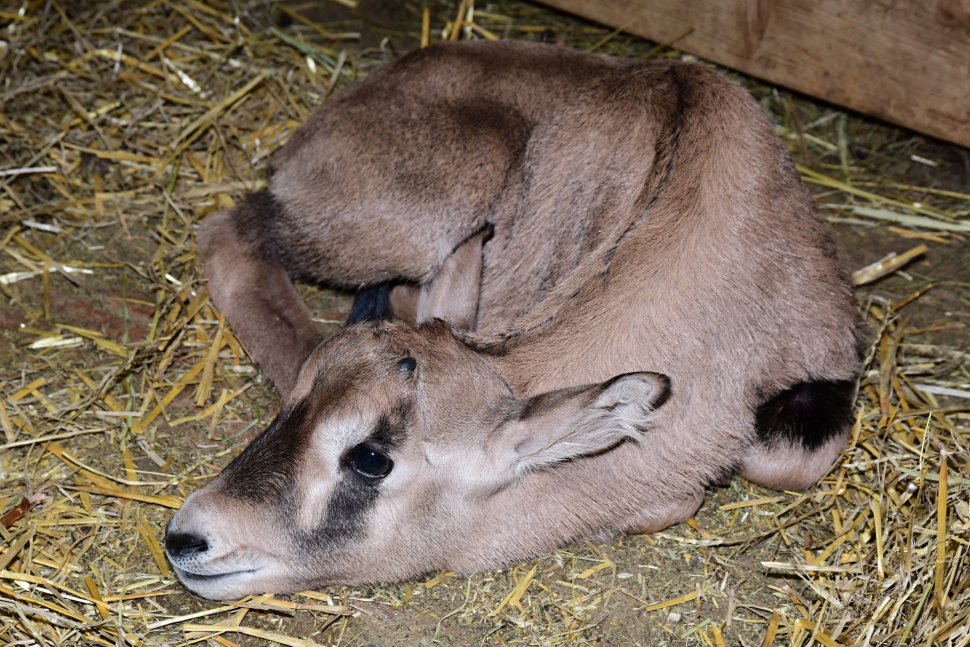 Posledním loňským přírůstkem v zoo je antilopa oryx