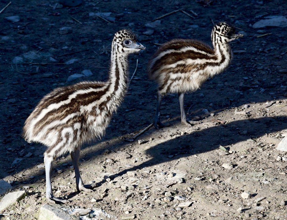 Samec pštrosa vyseděl devět mláďat. Nejedl a nepil