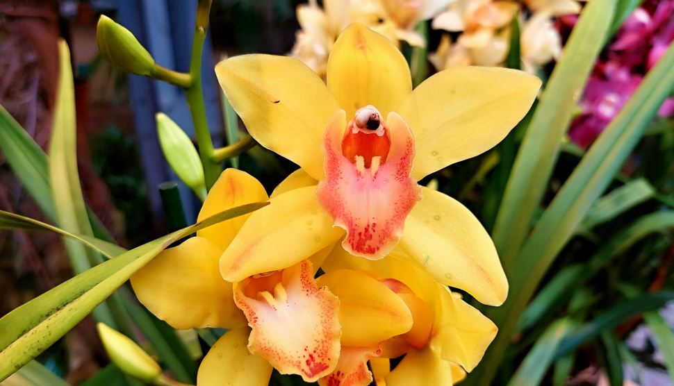 Nejkrásnější orchideje světa změnily skleník v tropický ráj