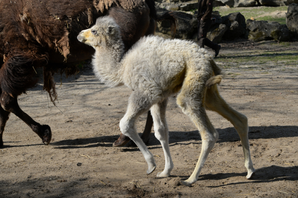 V olomoucké ZOO se narodilo velbloudě