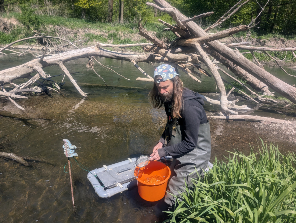 Tři tisíce jeseterů oživí řeku Moravu