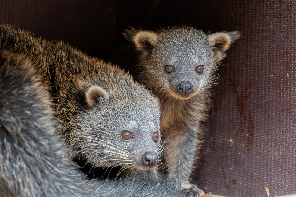 Bearcat čili medvědokočka má další mládě