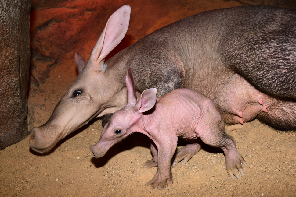 V olomoucké zoo se narodilo mládě hrabáče kapského